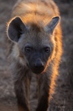 Serondella - Hyena Sunset